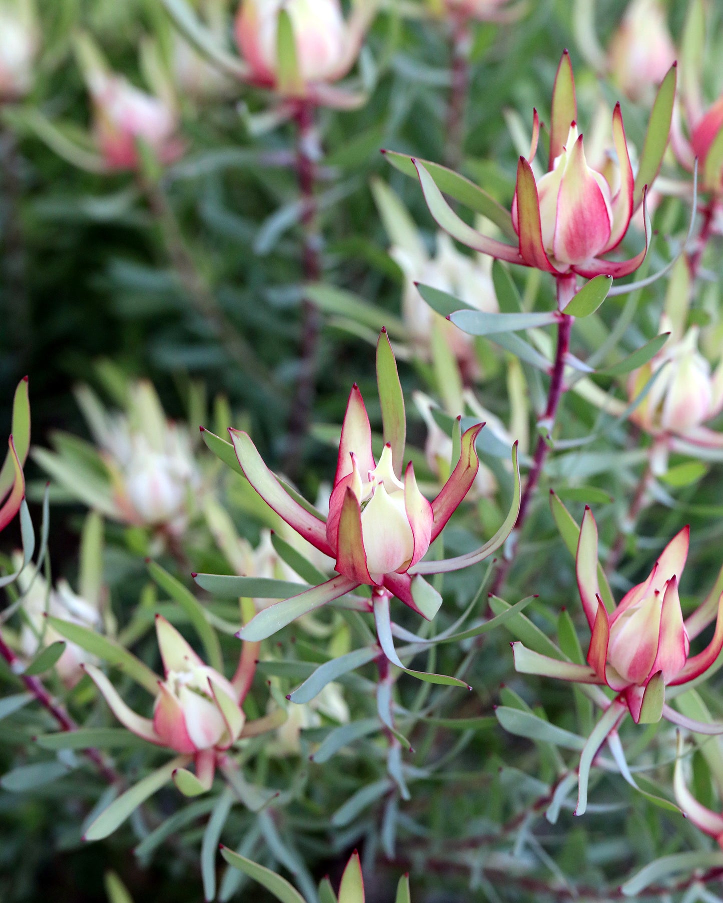 Leucadendron Harlequin