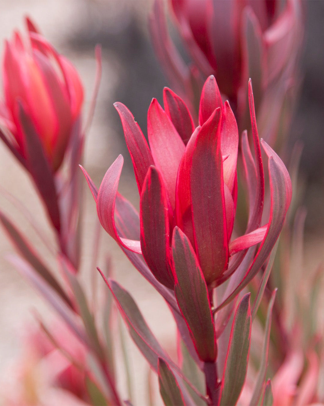 Leucadendron Jolly Joker