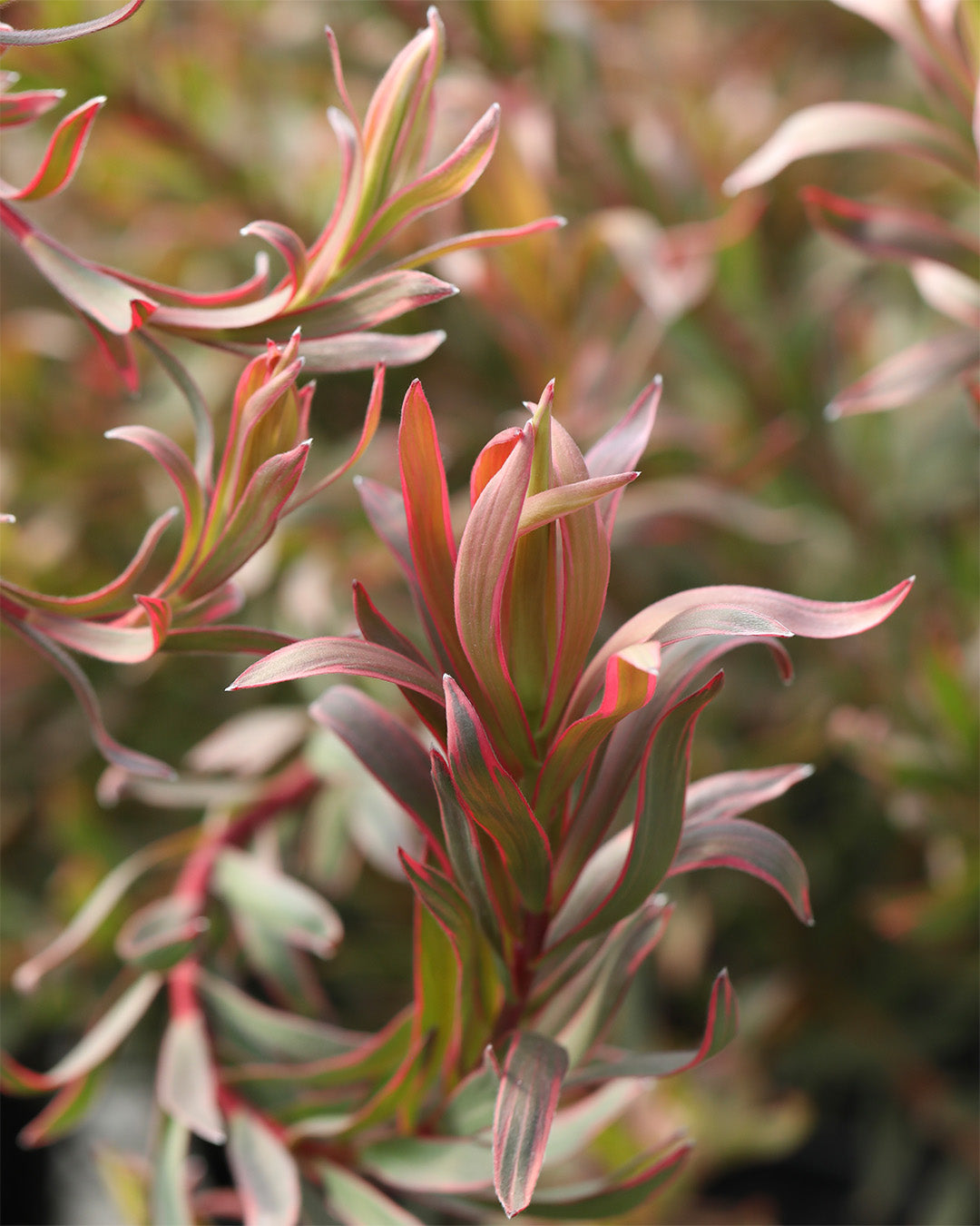 Leucadendron Jolly Joker