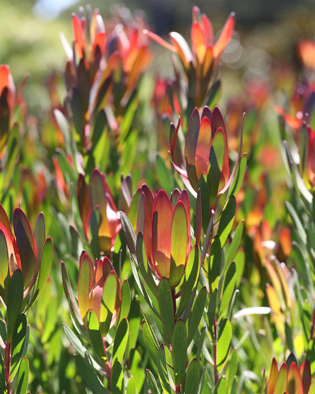 Leucadendron Safari Sunset