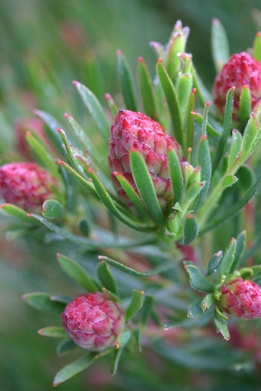 Strawberry Fair – Leucadendron modestum