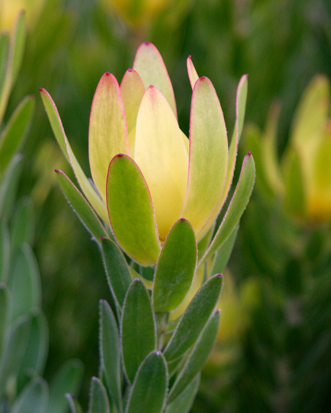 Leucadendron Winter Gold