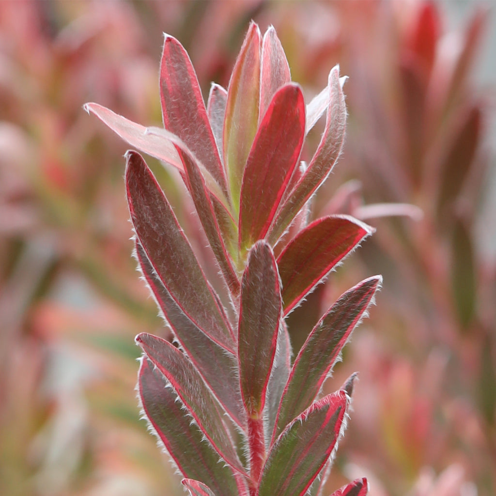 Leucadendron Jester