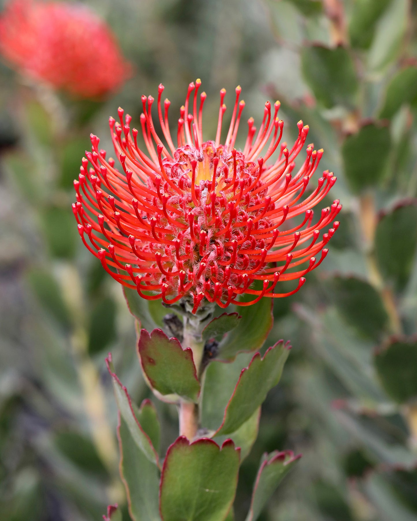 Leucospermum Carnival Crimson