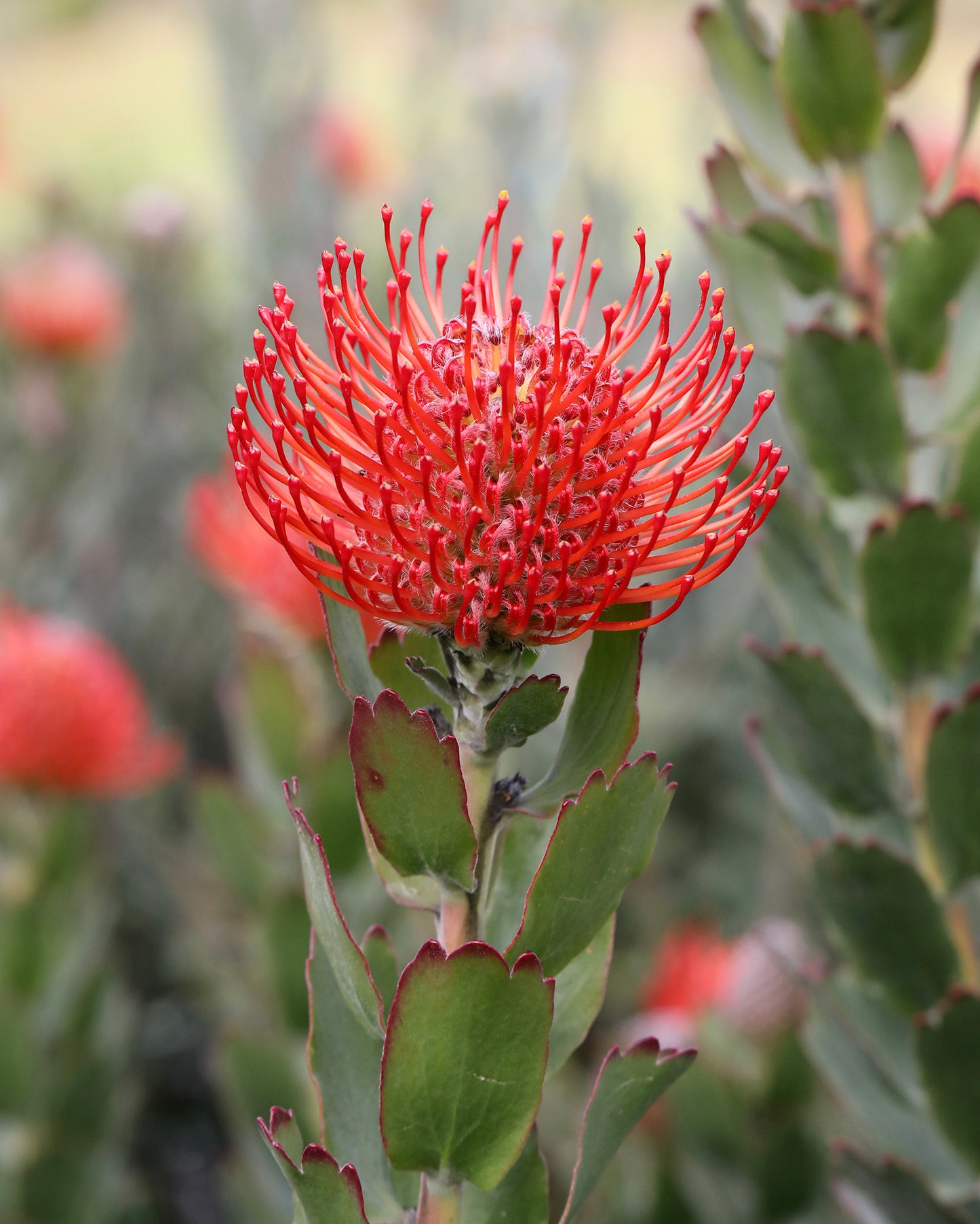 Leucospermum Carnival Crimson