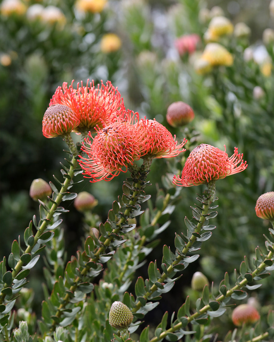 Leucospermum Cordifolium
