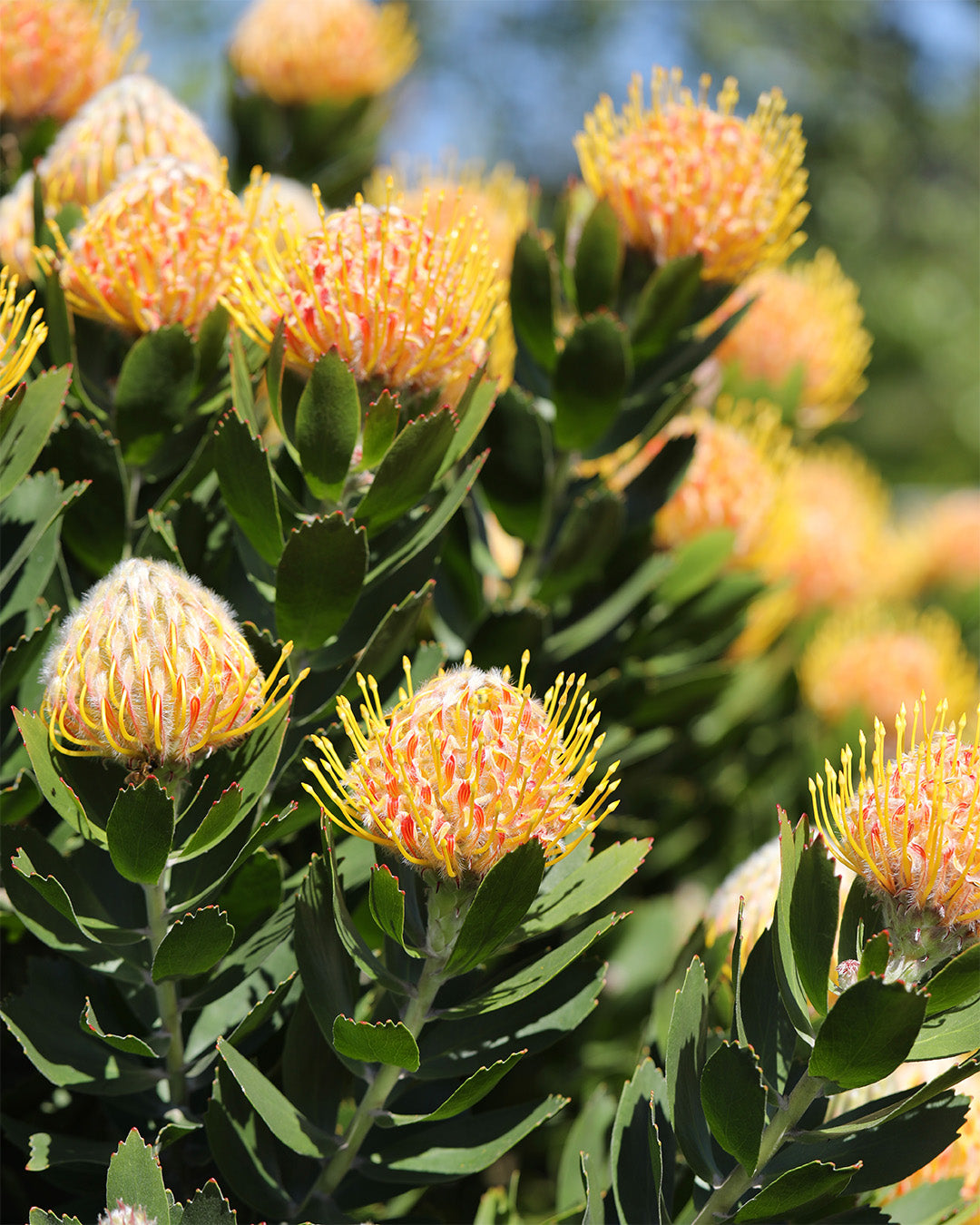 Leucospermum Mardi Gras Ribbons