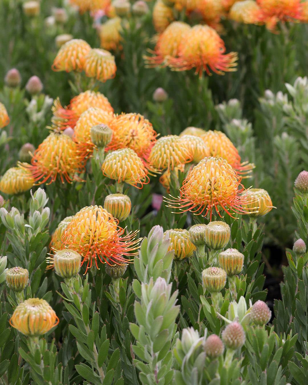 Leucospermum Phoenix Rising