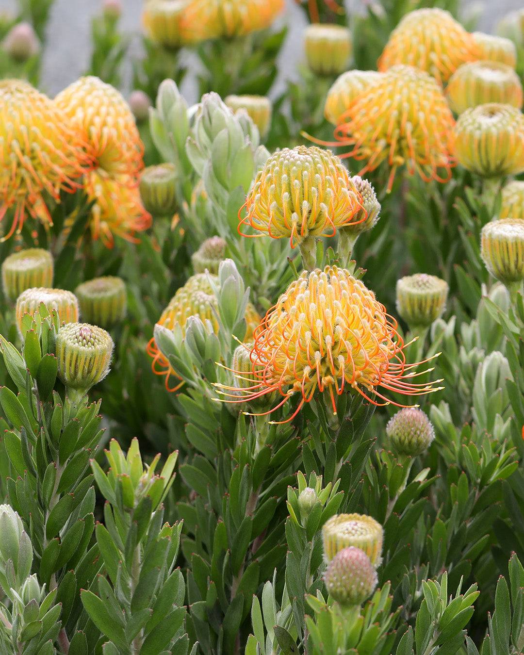 Leucospermum Phoenix Rising