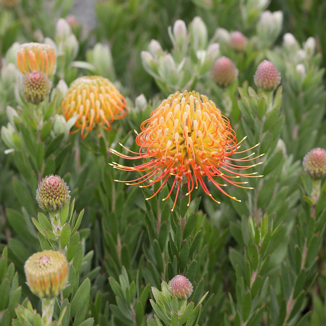 Leucospermum Phoenix Rising