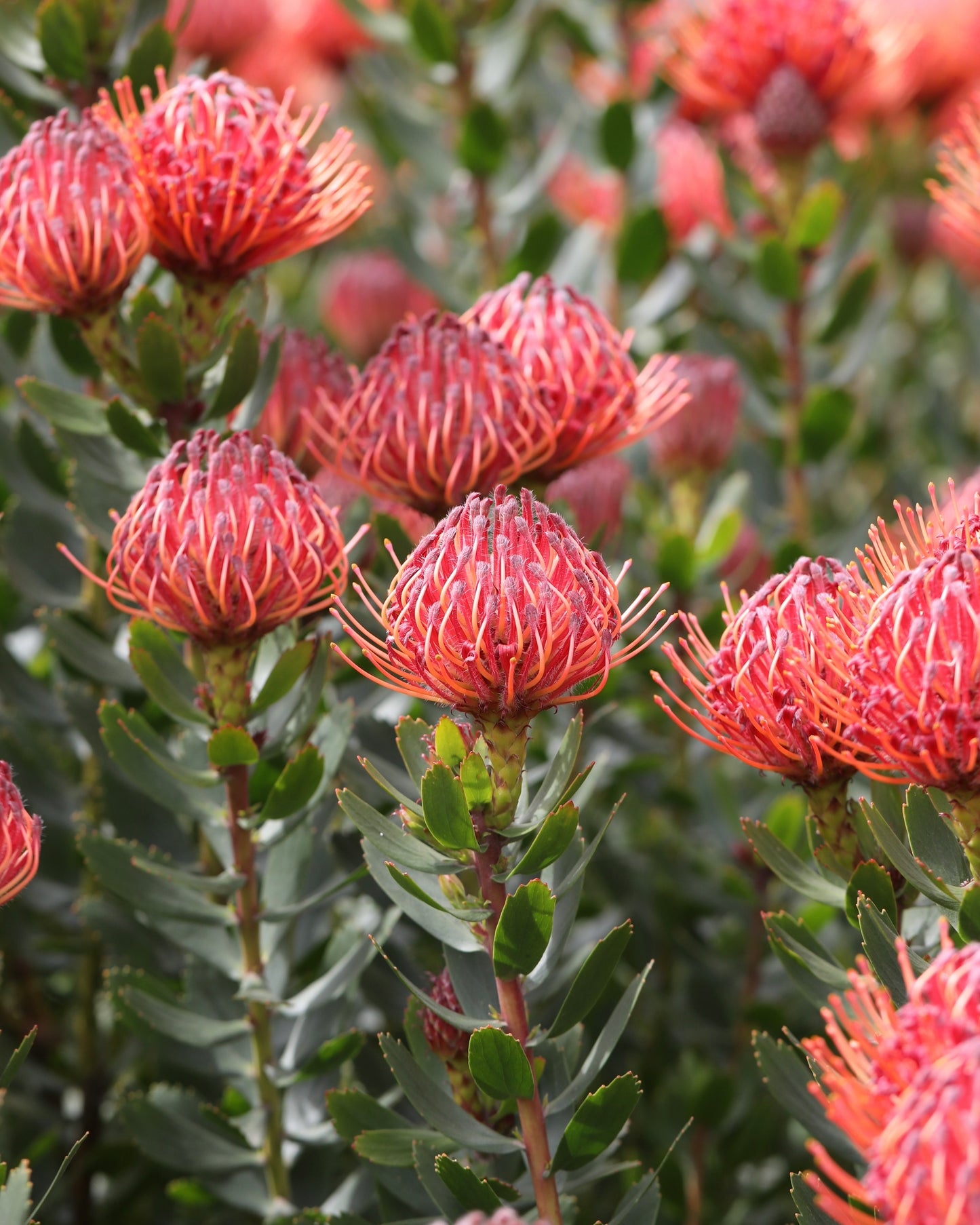 Leucospermum Carnival Red