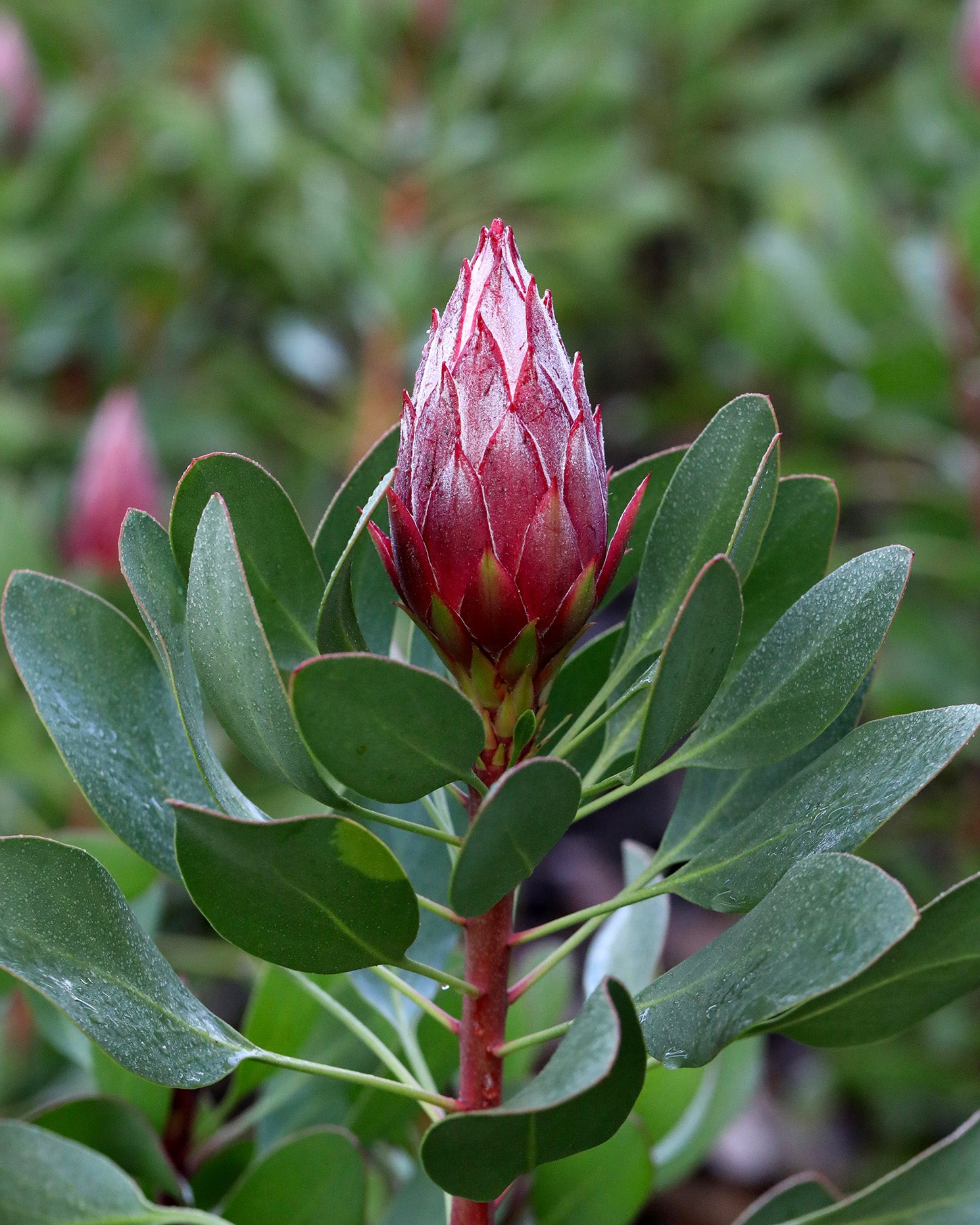 Protea Little Prince