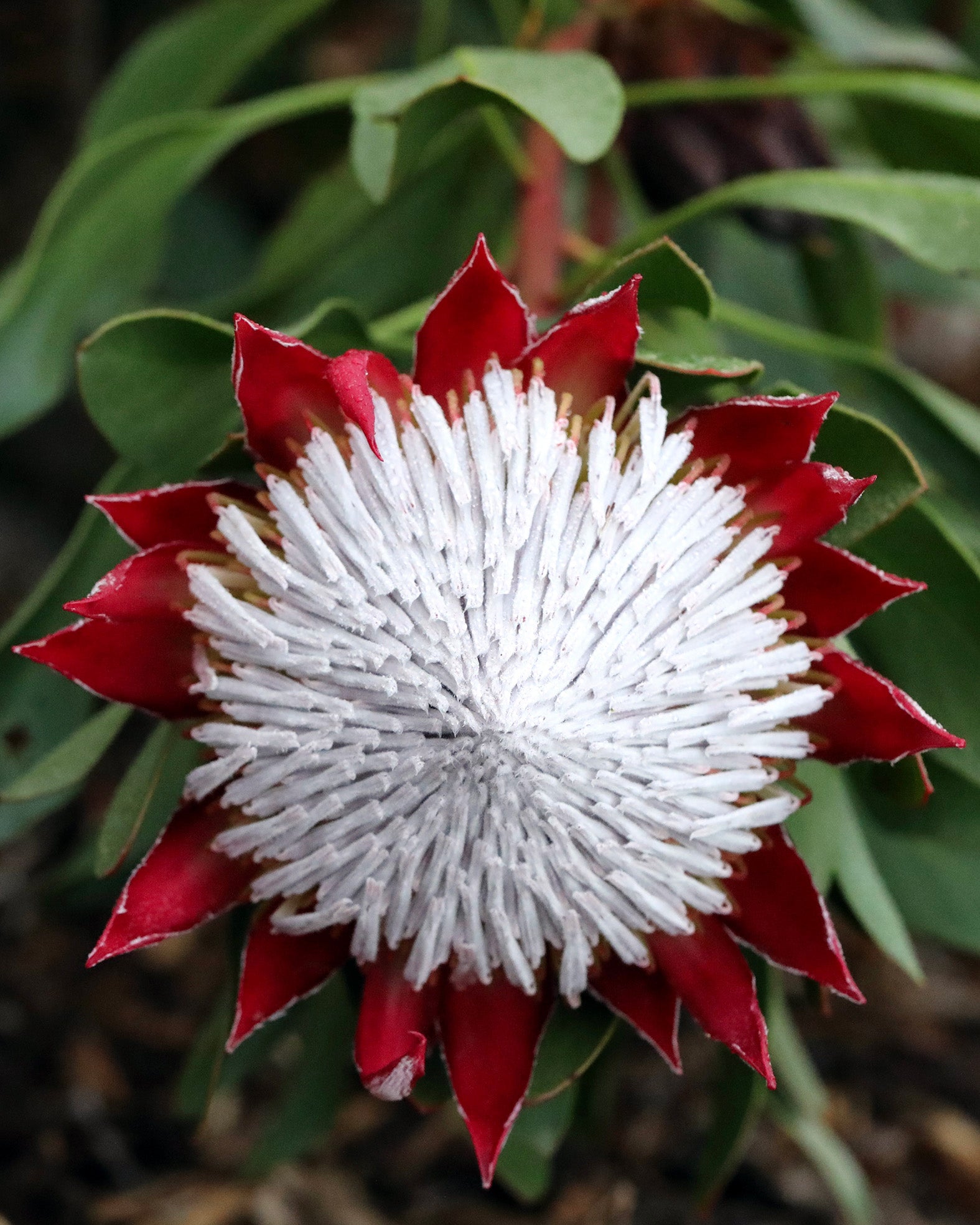 Protea Little Prince