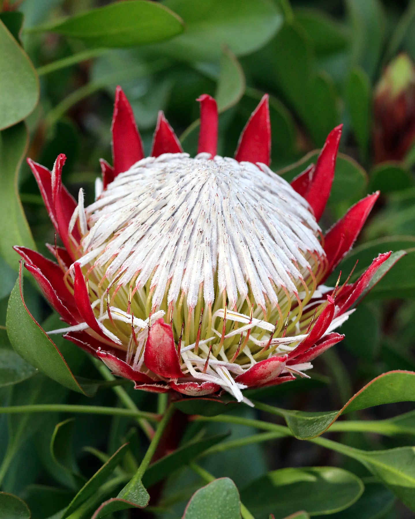 Protea Little Prince