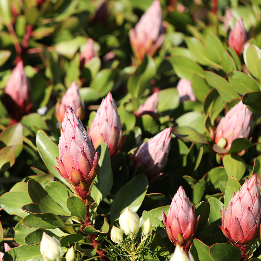 Protea Little Prince