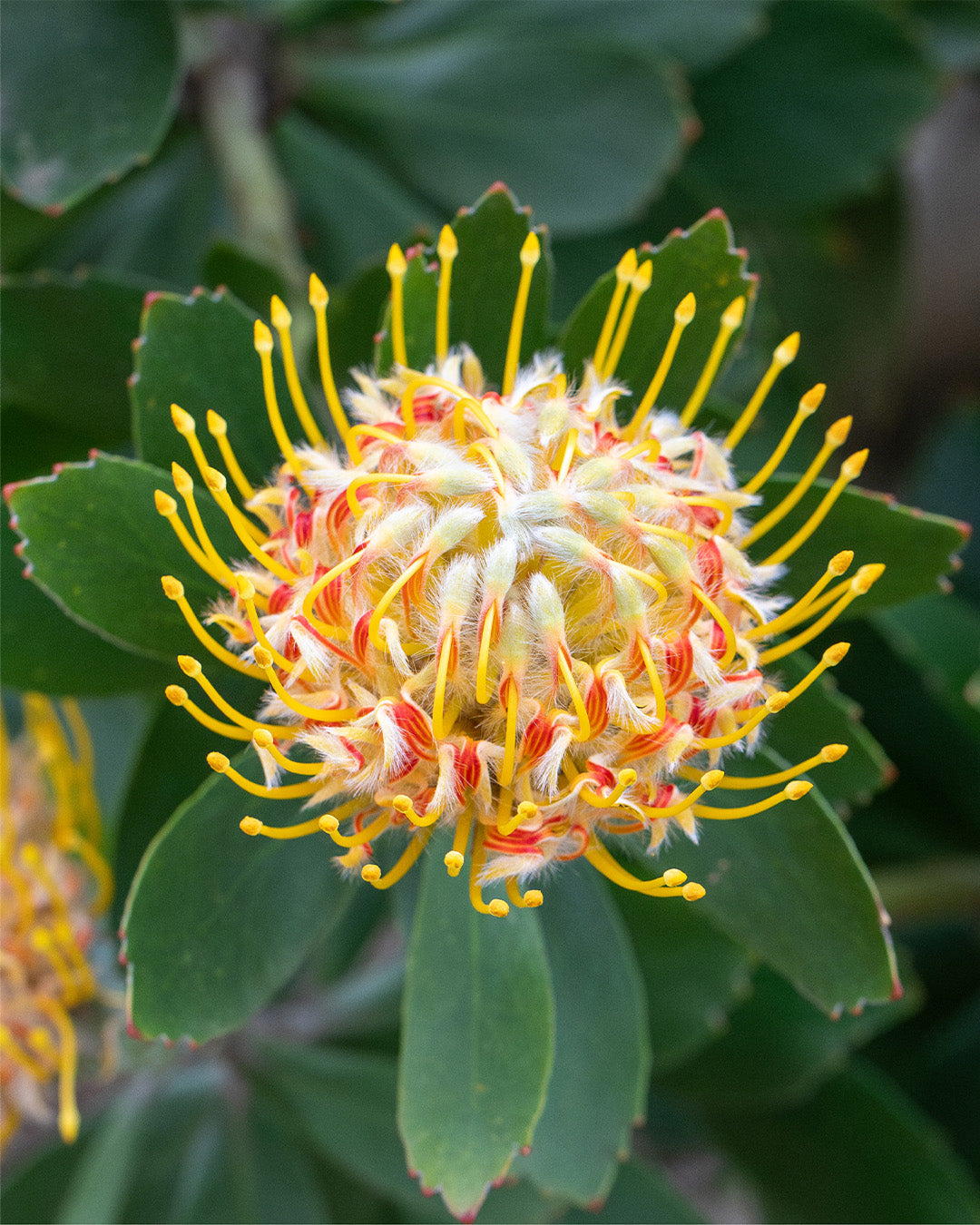 Leucospermum Mardi Gras Ribbons