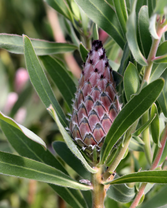 Close-up of a Protea Mayday flower bud surrounded by green leaves