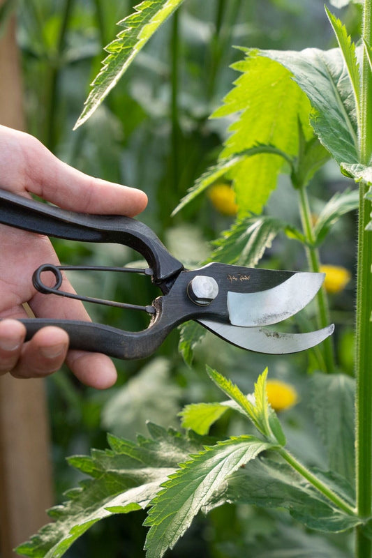 Niwaki Sentei Secateurs