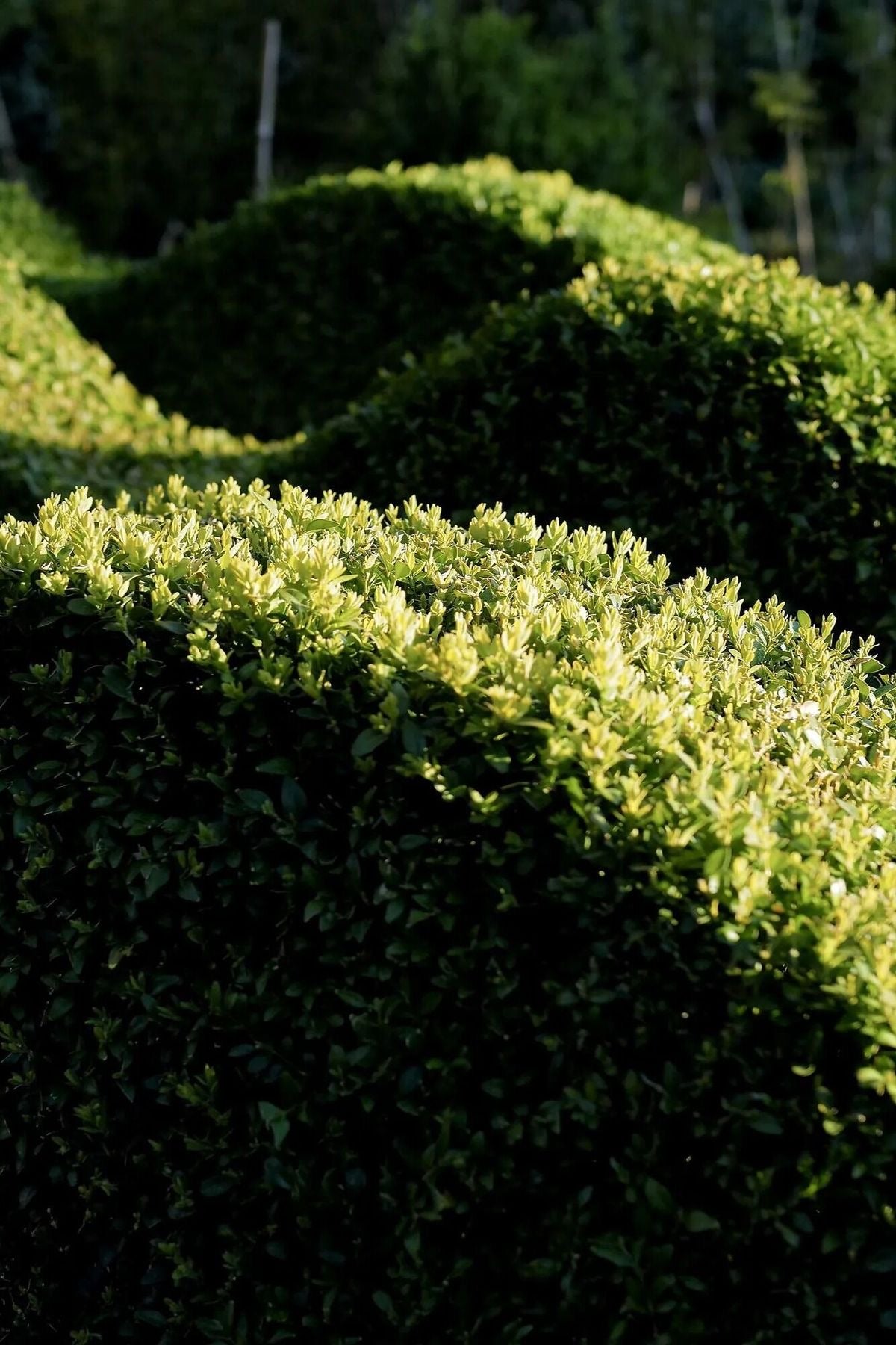 Niwaki Topiary Clippers