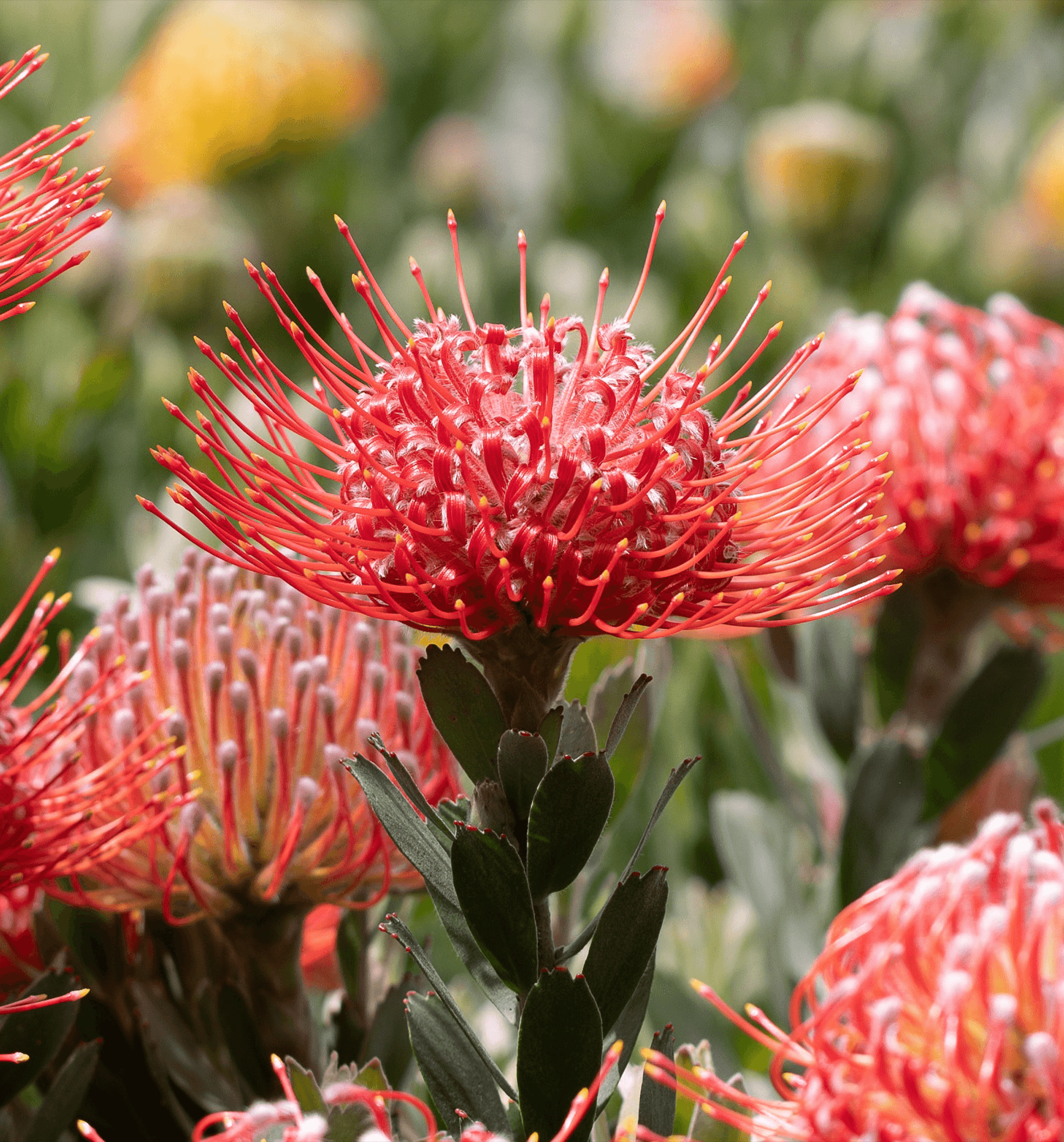 Leucospermum Red Phantom