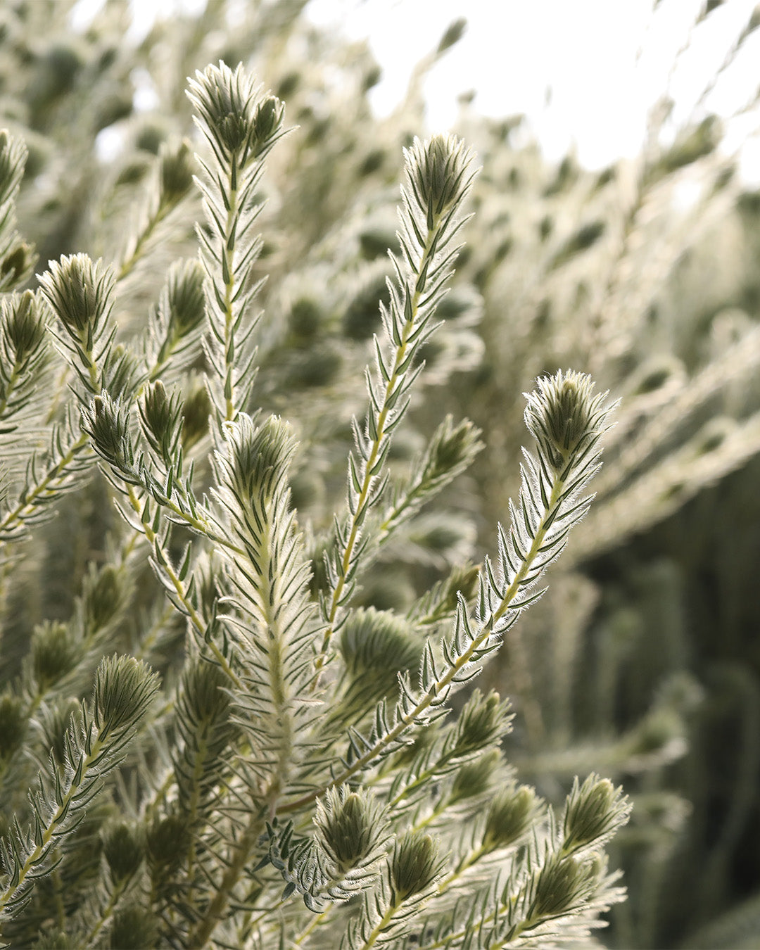 Phylica Hydra Protea