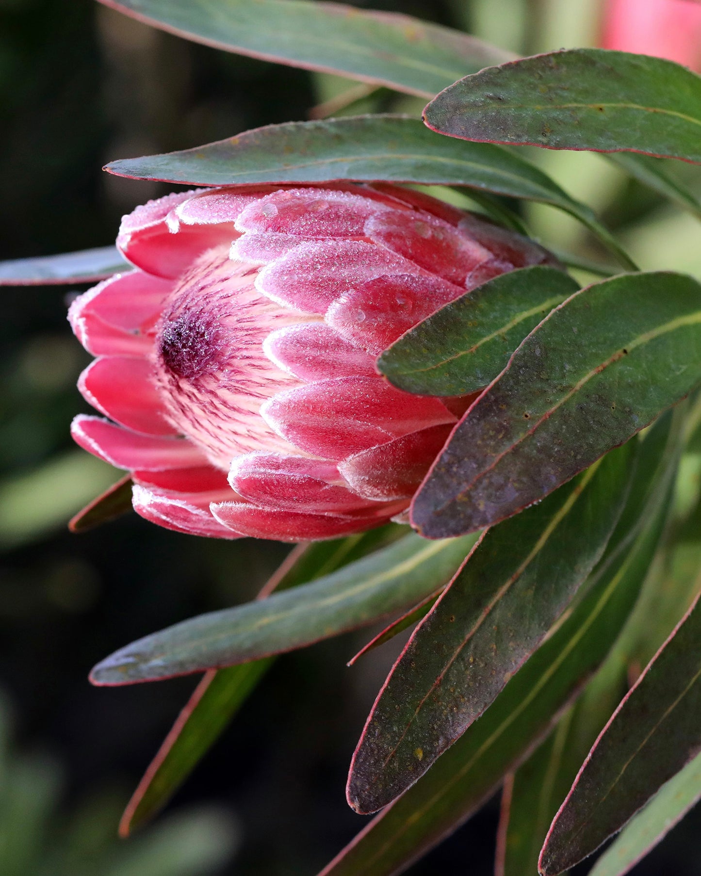 Protea Pink Ice