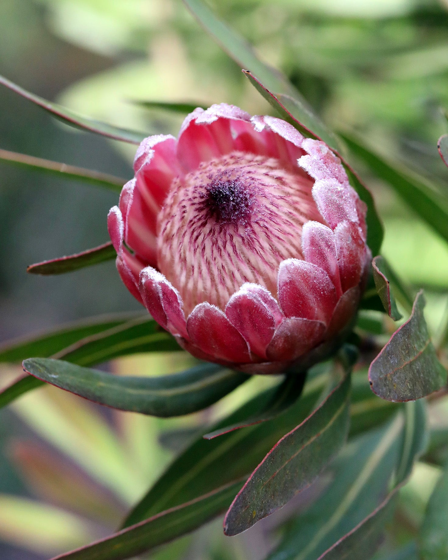 Protea Pink Ice