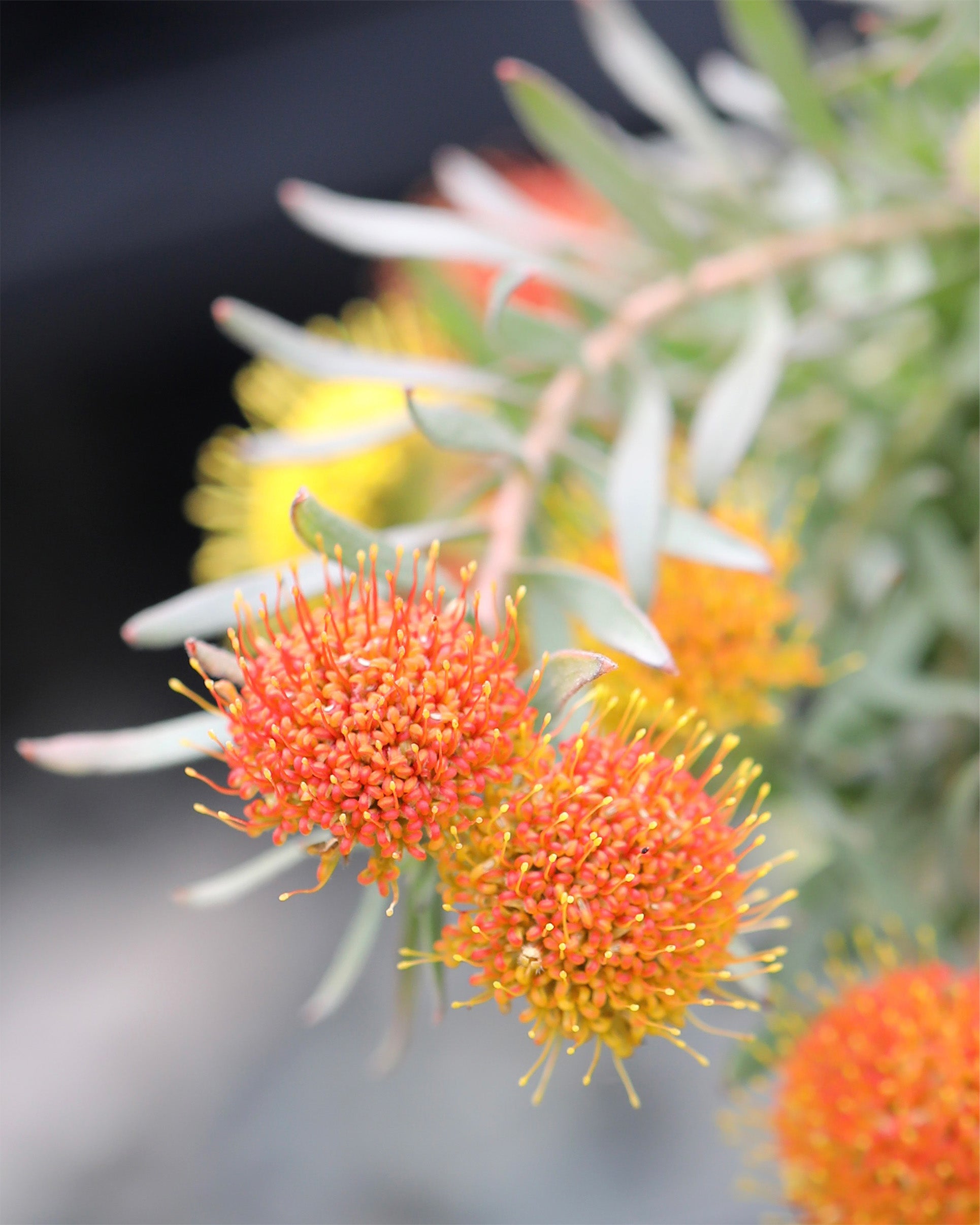 Leucospermum Prostratum