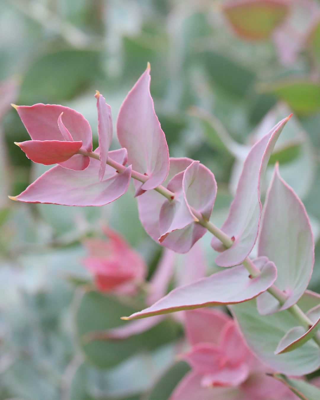 Protea Amplexicaulis