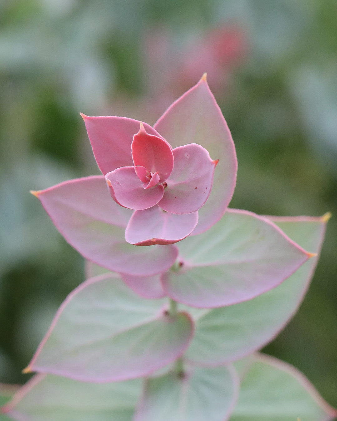 Protea Amplexicaulis