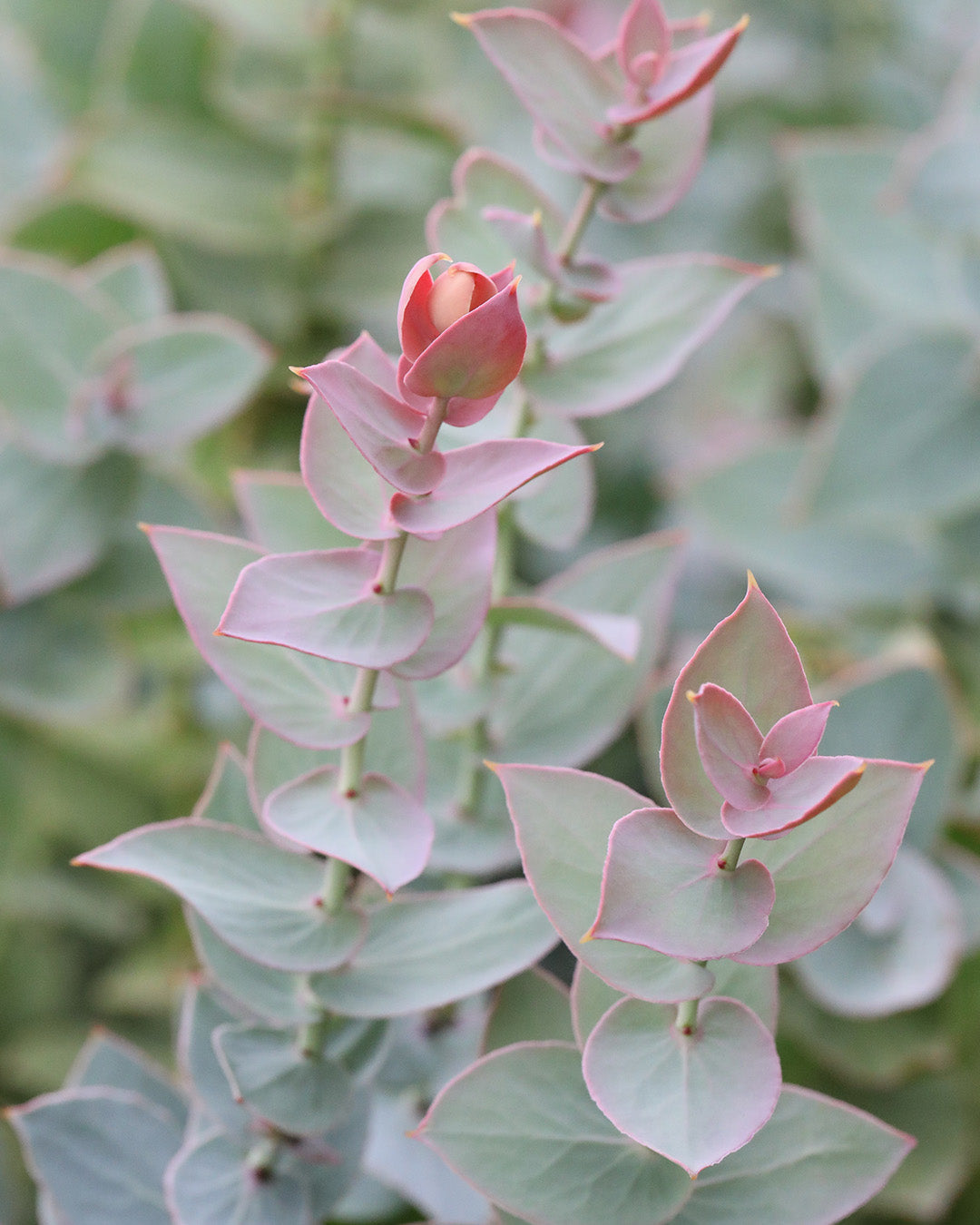 Protea Amplexicaulis