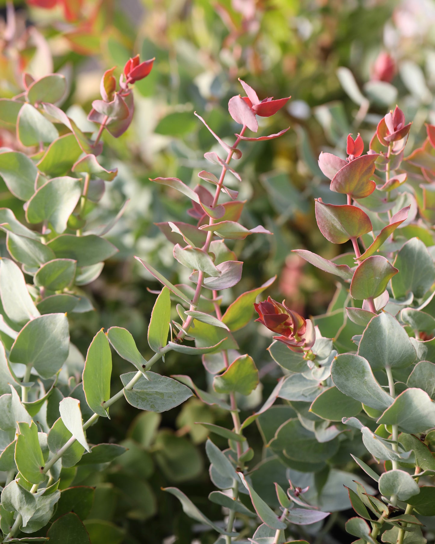 Protea amplexicaulis