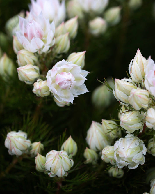 Serruria Blushing Bride Flowers