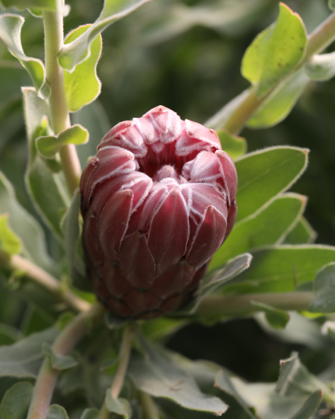 Protea Christine