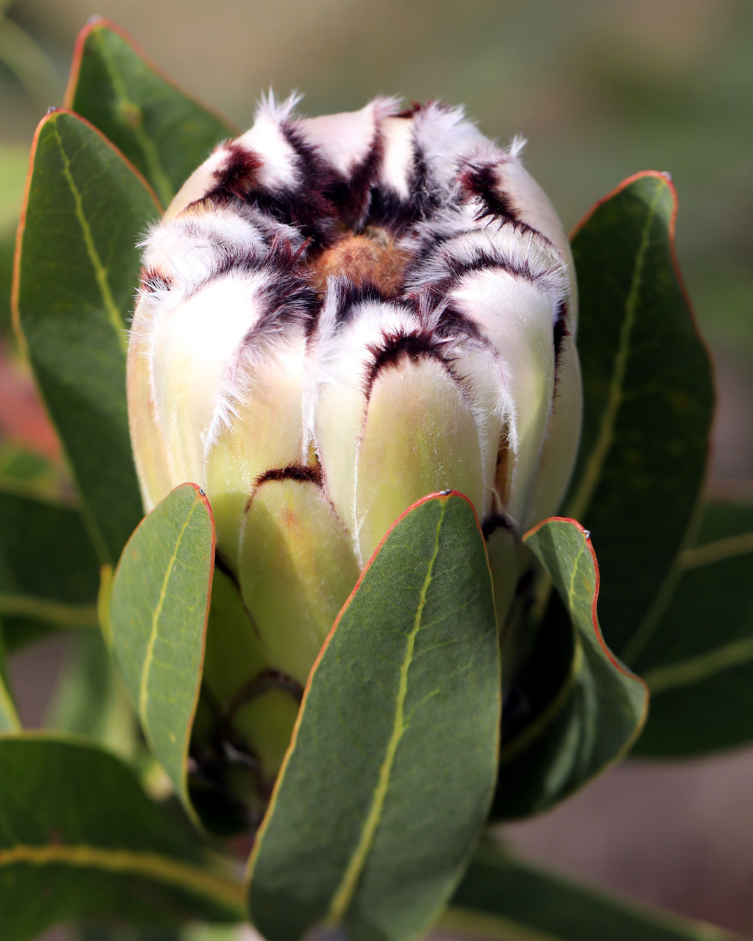 Close-up of a Protea Cream Mink flower bud with green leaves