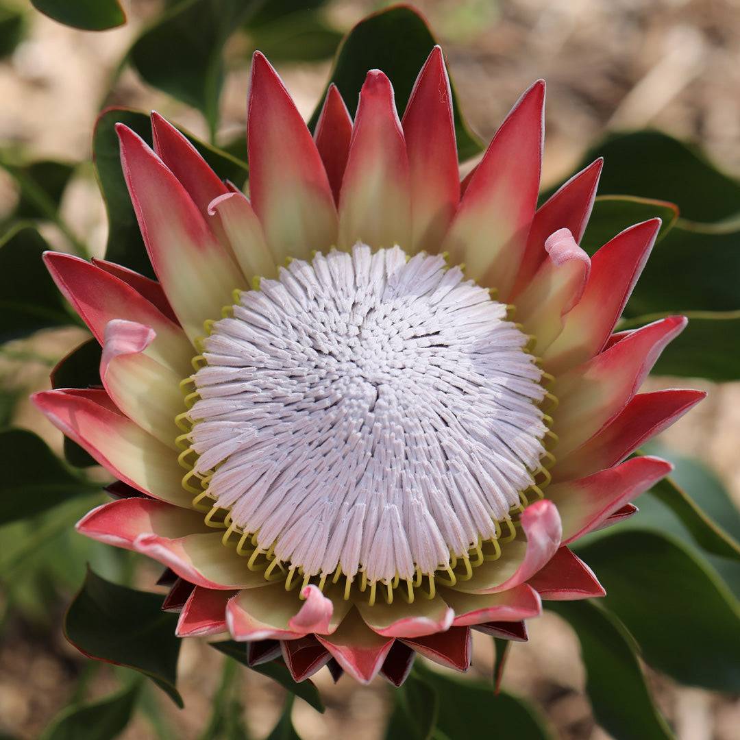 Protea King Pink - Protea cynaroides