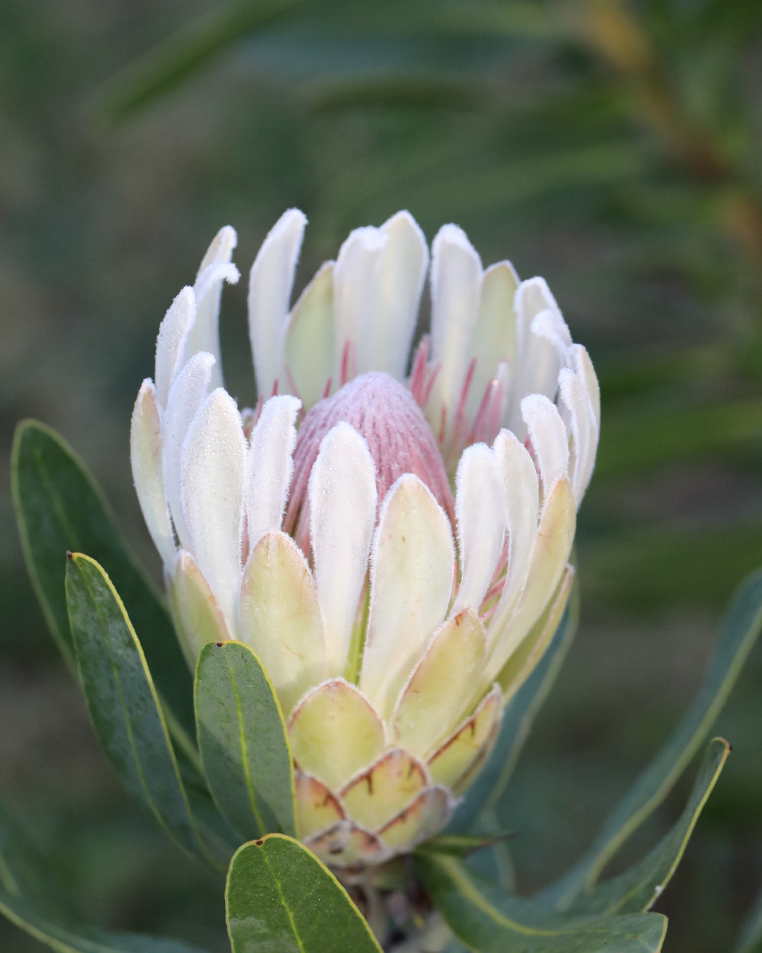 Protea Donna
