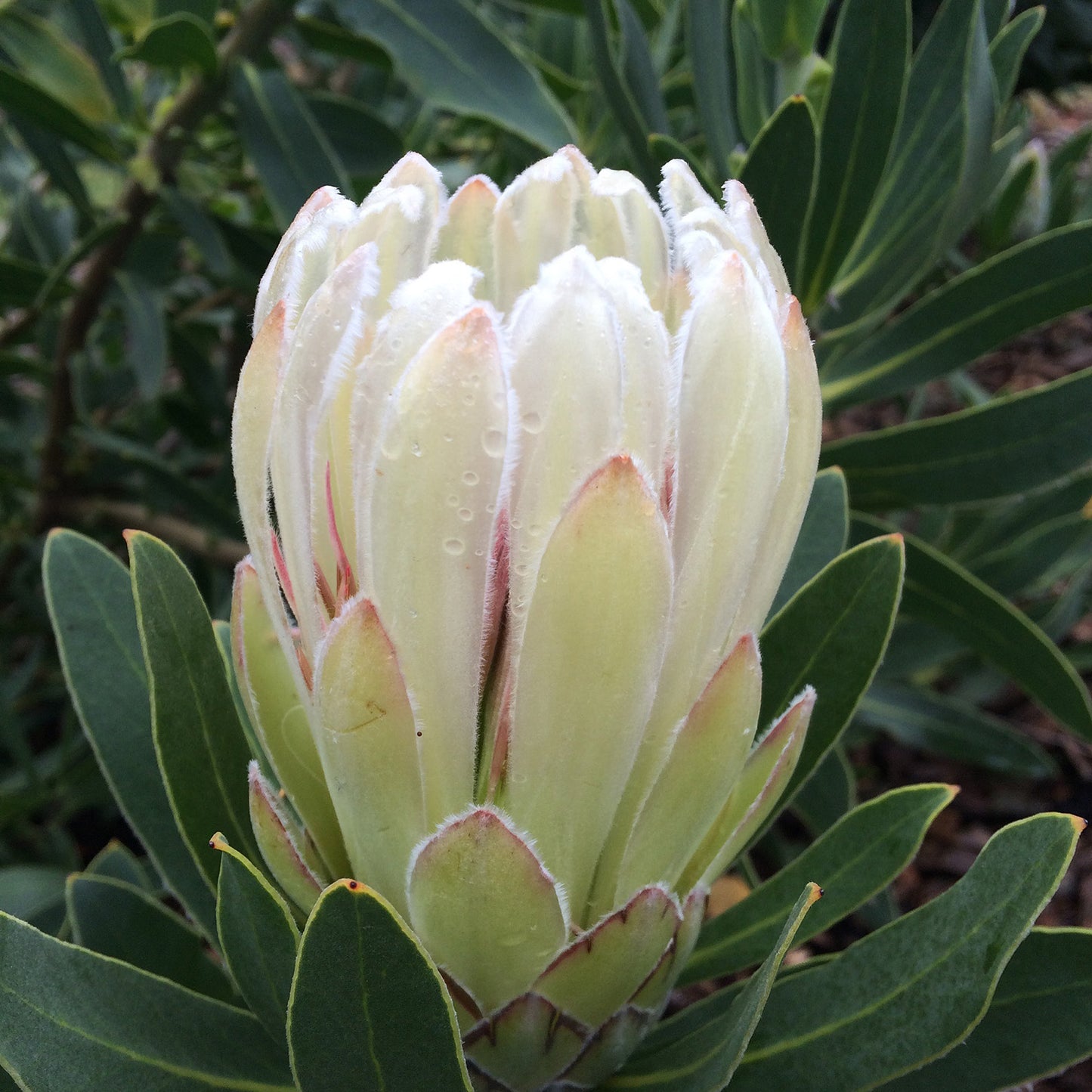 Protea Donna