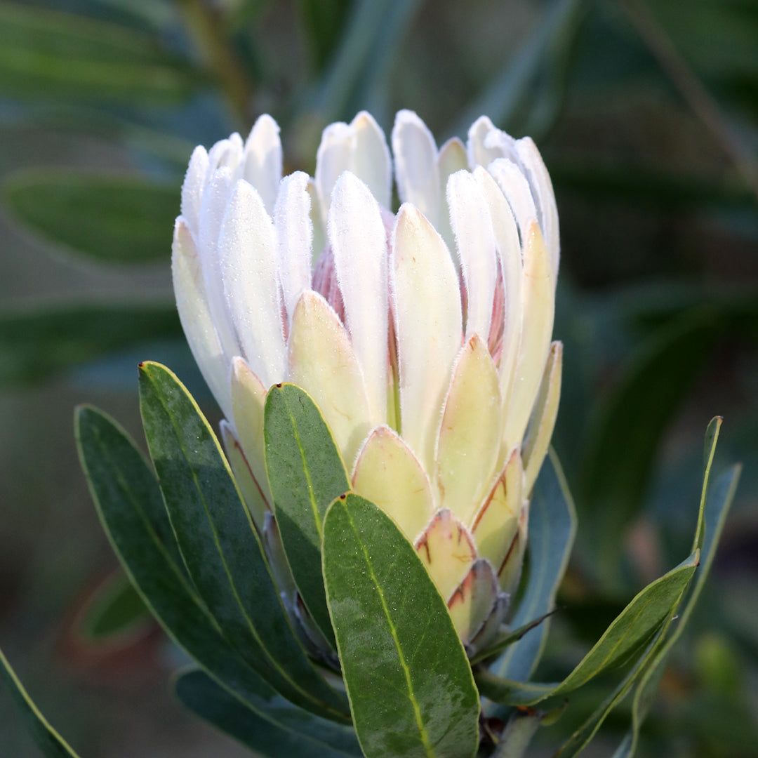 Protea Donna
