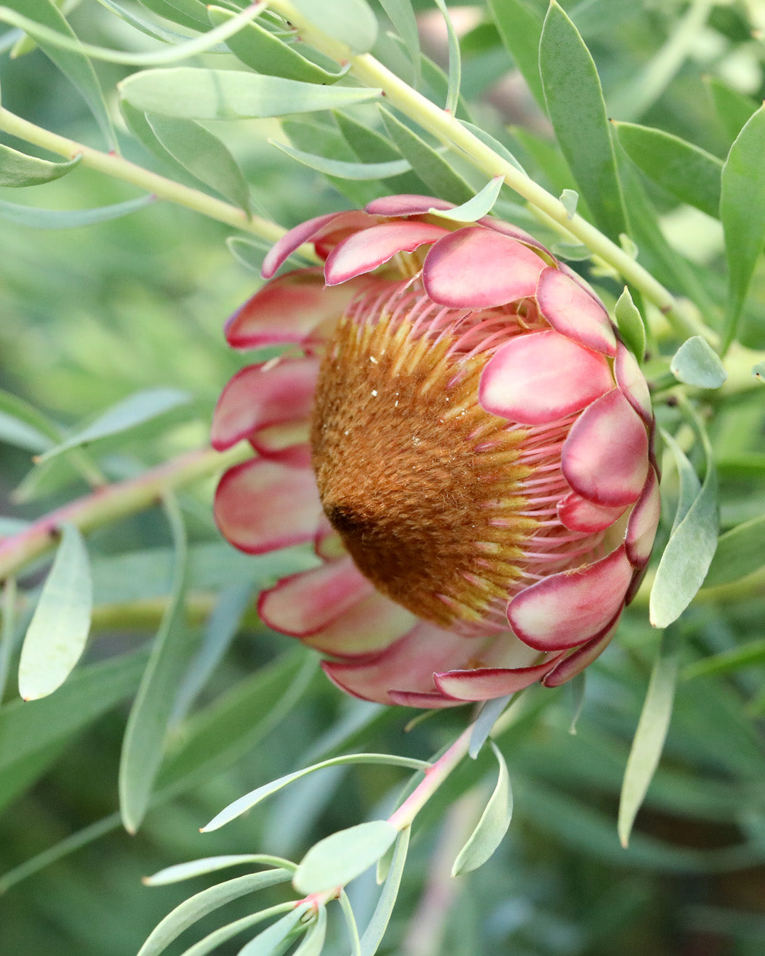 Protea Effusa