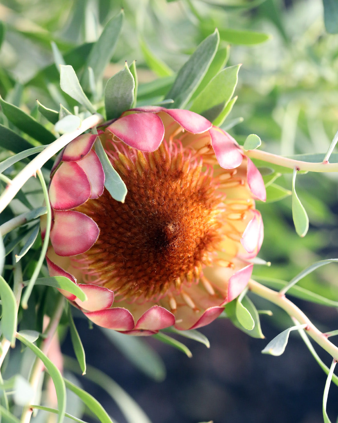 Protea Effusa