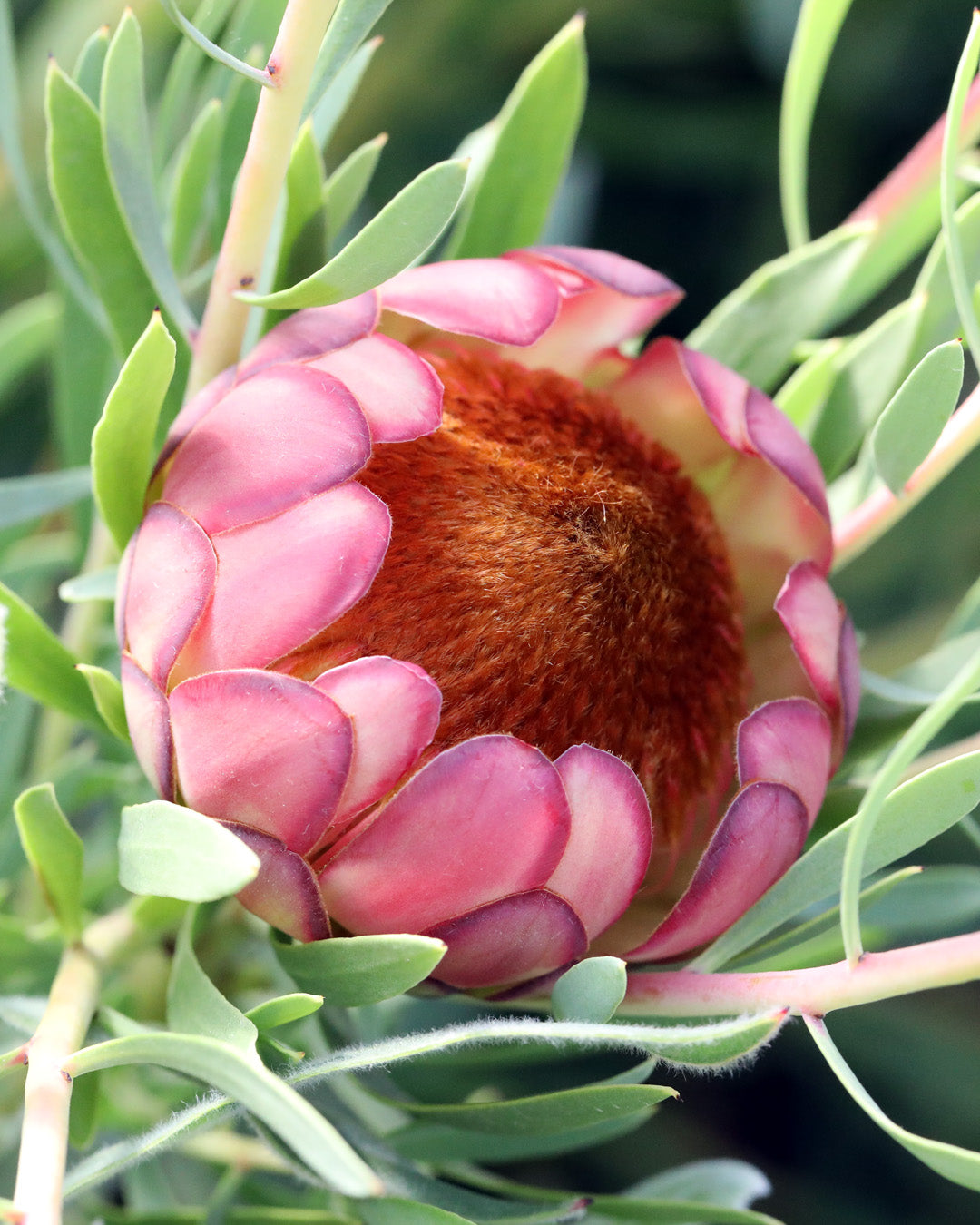 Protea Effusa