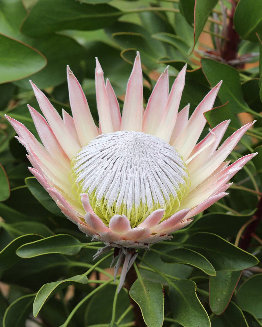 Protea King Pink - Protea cynaroides