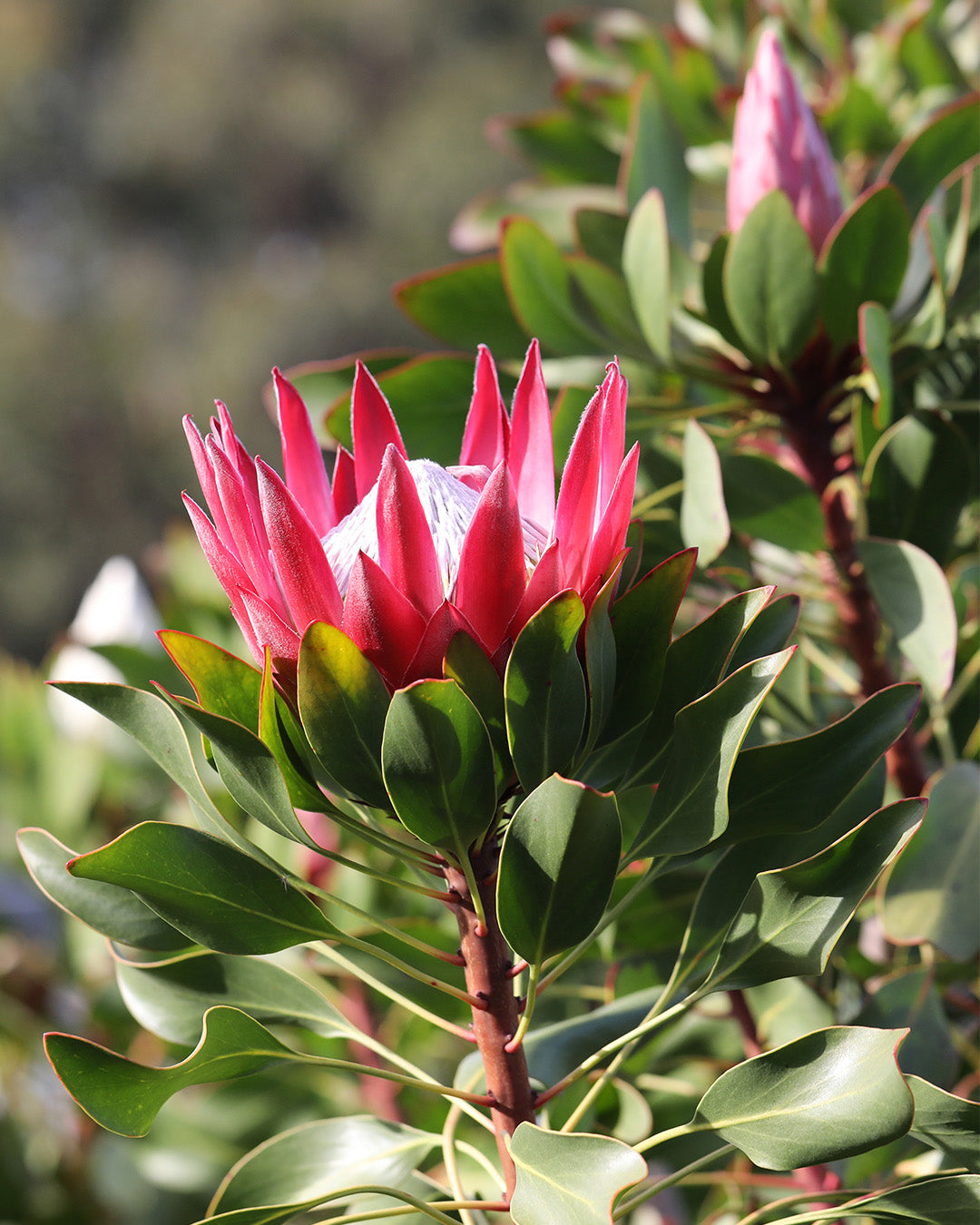 Protea Madiba
