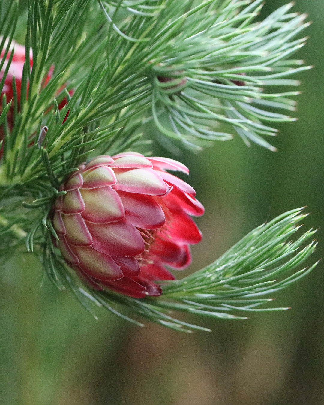 Protea Nana