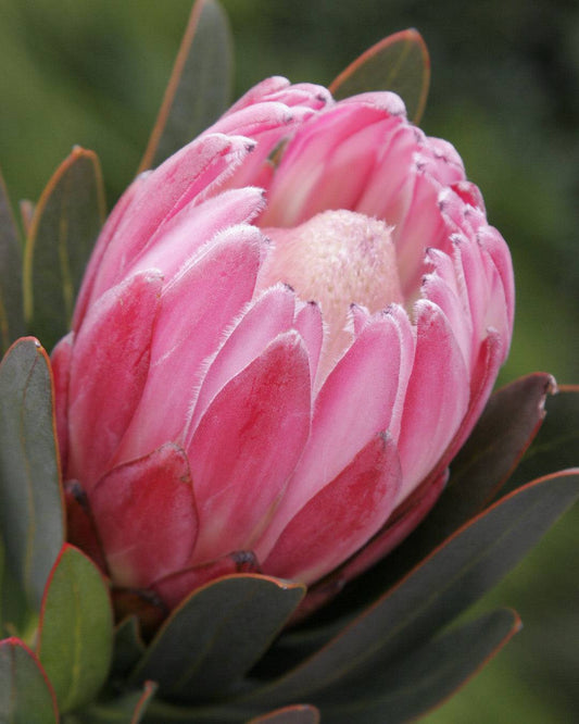 Protea Pink Cream