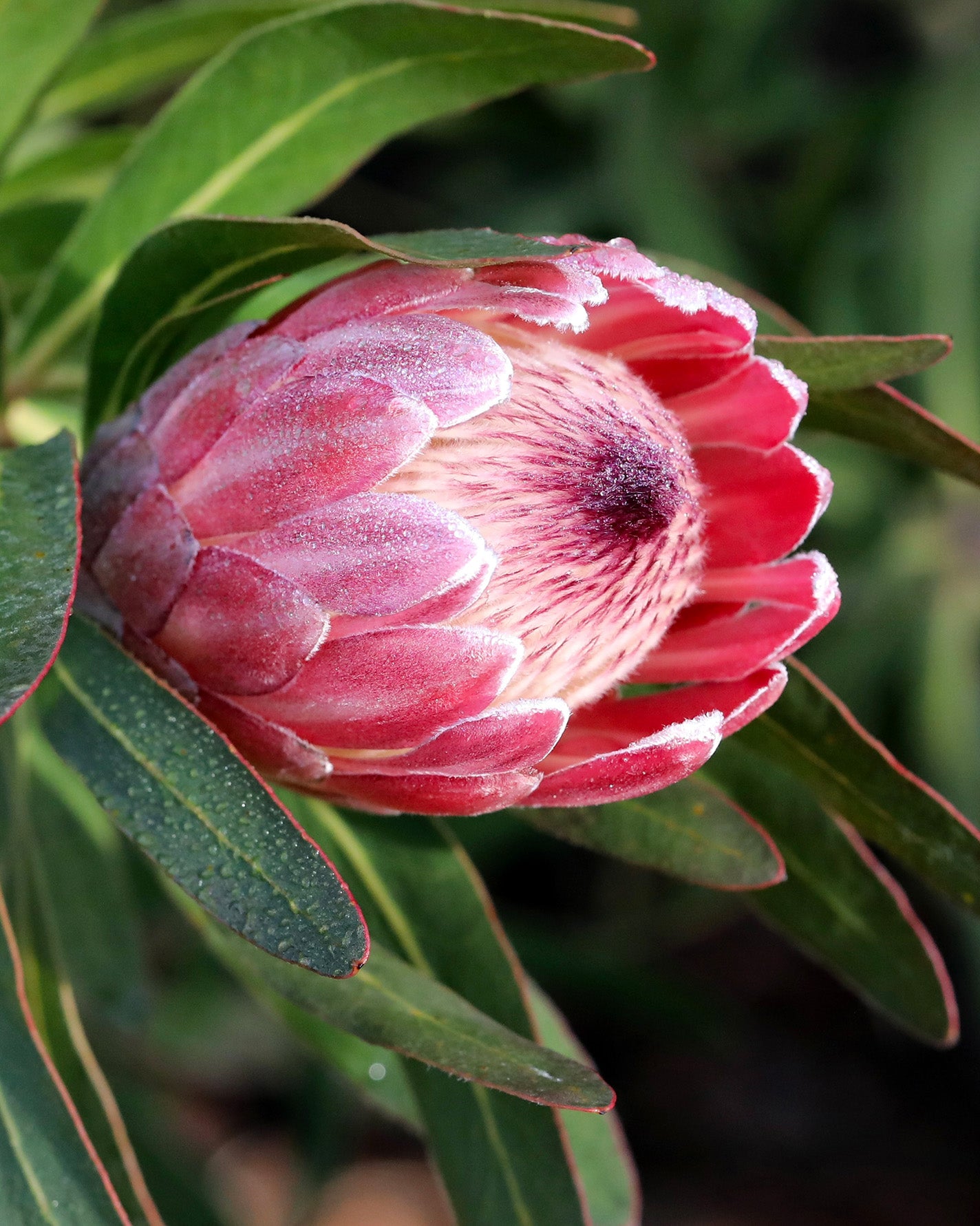 Protea Pink Ice