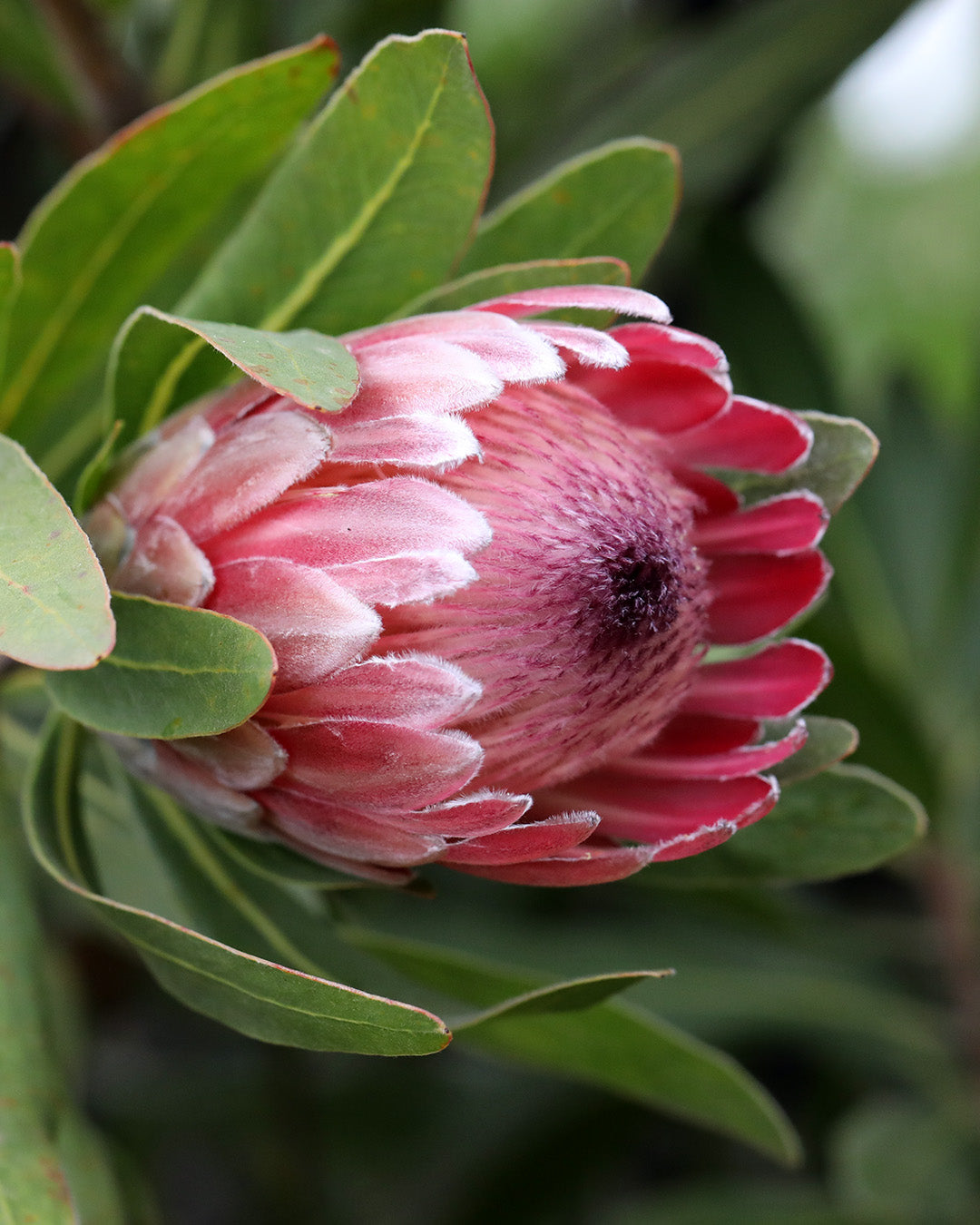 Protea Pink Ice