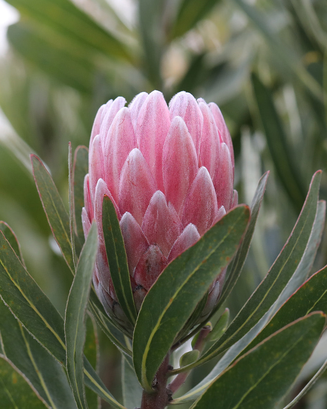 Protea Pink Ice