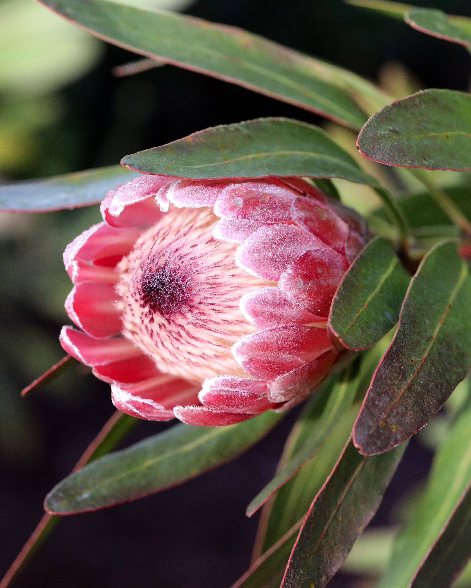 Protea Pink Ice